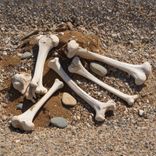 Rakšanas darbu laikā uzietas  mirstīgās atliekas