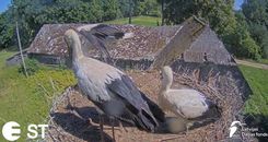 Tukuma puses stārķēns tiešraidē veic savu pirmo lidojumu