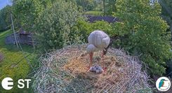 Stārķu ligzdā Tukuma pusē – ģimenes pieaugums