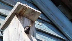 Dabas muzejs aicina piedalīties iniciatīvā «Gatavojam putnu būrīšus rudenī»