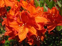 Sācies rododendru ziedēšanas pilnbrieds audzētavā «Babīte»