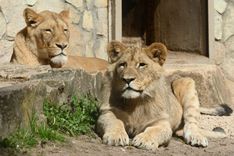 Rīgas Nacionālajam zooloģiskajam dārzam 110 gadi!