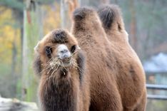 Ziemas kažoku parāde Rīgas Zoodārzā