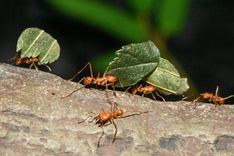 Nedēļas nogalē Rīgas zooloģiskajā dārzā būs radošā darbnīca «Dzīvnieku īpašās spējas»