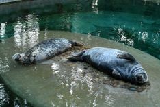 Tēvu diena – arī Rīgas zooloģiskajā dārzā