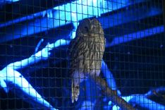 Rīgas Zooloģiskajā dārzā sākas Ziemas naktis