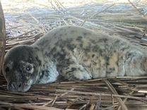 Piekrastē sastapts pirmais roņu mazulis