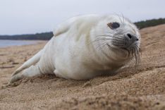 Sācies roņu mazuļu laiks