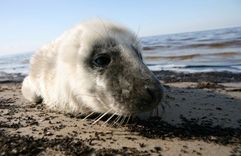Aicina neuzmākties roņiem pludmalē