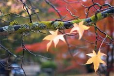 Nākošās nedēļas otrajā pusē laikapstākļi mainīsies 
