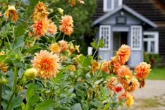 Rudens saulgriežu svinības Tukuma pusē