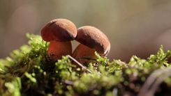 Sēņu dienas Dabas muzejā