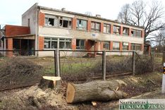 Slampes centrā nozāģē simtgadīgu koku