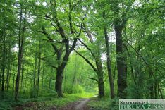 Slocenes ielas iedzīvotājus “atšuj” ar neesošiem likumiem un dokumentiem