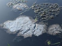 Piesārņotie notekūdeņi nonāk Dzirnavu ezerā