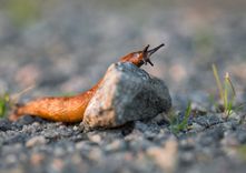 Kailgliemežu uzvaras gājiens