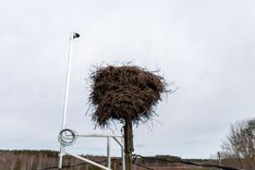 AS "Sadales tīkls" sadarbībā ar Latvijas Dabas fondu uzsāk tiešraidi no baltā stārķa ligzdas Tukumā