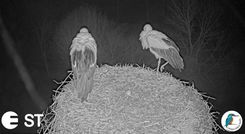 Baltajiem stārķiem Tukuma pusē – trauksmaina ligzdošana