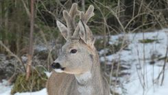 Dabas muzejā sestdien notiks Ģimenes diena par stirnām