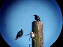 Arī Engures apkārtnē aicina ziņot par gredzenotiem strazdiem