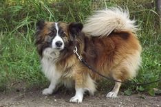 Kur palicis suņuka saimnieks?