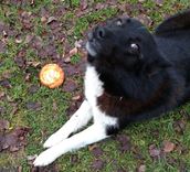 Dzirciemā nozagts suns!