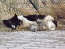 Kur tu esi, saimniek?