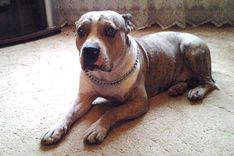 Skolotāja, 3 bērnu māte, mežā atstāj piesietu suni, jo mašīnā trūcis vietas… sēnēm