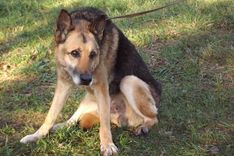 Tukumā vecs suns nespēj aiziet uz mājām