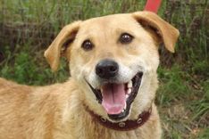 Tukuma dzīvnieku patversmē arī vasarā daudz skumju dzīves stāstu…