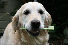 74 veterinārās klīnikas bez maksas konsultēs par suņu zobu stāvokli