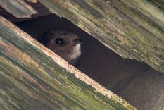 Par 2022. gada putnu Latvijas Ornitoloģijas biedrība izvēlējusies svīri