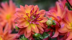 Izstāde „Dālijas 2022” Dabas muzejā