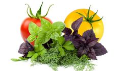 Izstāde «Tomāti un garšaugi 2024» Dabas muzejā