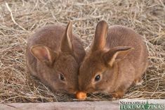 Lieldienu zaķu mājiņa Tukumā – šogad pilsētas parkā