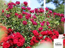 Ko sadarīt nedēļas nogalē Tukuma pusē?