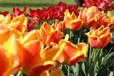 Kur mūspusē atzīmēt «Sieviešu dienu»?