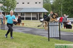 Tumē pirmo reizi norisinājušās sacensības suņiem/FOTO/