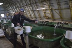 Miljoniem mazuļu no "Pelčiem" uz upēm