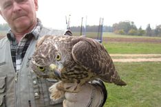 Kandavas «Dālderu» vistu kūtī viesojas vanags