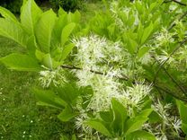 Salaspilī neparasti agri uzziedējis Virdžīnijas sniegpārsliņu koks