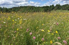 Par pļavām, puķēm un dabas vērtībām, kas jāsaglabā