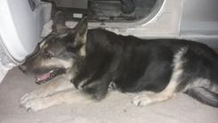 Zemītes pagastā atrasta sunīte. Saimniekam lūgums atsaukties!