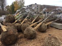 Kurzemes ielā stādīs Holandes liepas