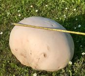 Balti akmeņi? Nē – pūpēži!