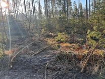 Meža kopšana atstājusi pamatīgas pēdas