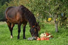 Ar dziesmām, rotaļām un kopīgu ražas vākšanu ar zirgu, aicina atzīmēt Rudens saulgriežus latviskās tradīcijās