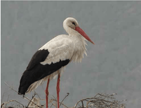 Stārķa ligzda Cērē – atjaunota