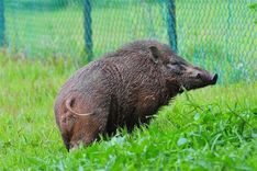«LVC»: Nepietiek līdzekļu žogu izbūvei ceļu malās