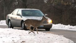 Brauciet uzmanīgi – arvien notiek sadursmes ar meža zvēriem